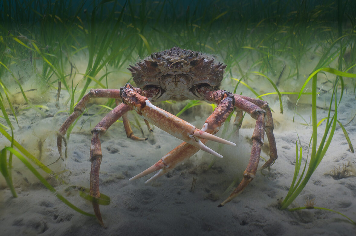 Seagrass meadow with huge spider crab in the foreground. Its claws are crossed in front of it, looking very threatening. Sandy seabed and shoots of bright green seagrass.