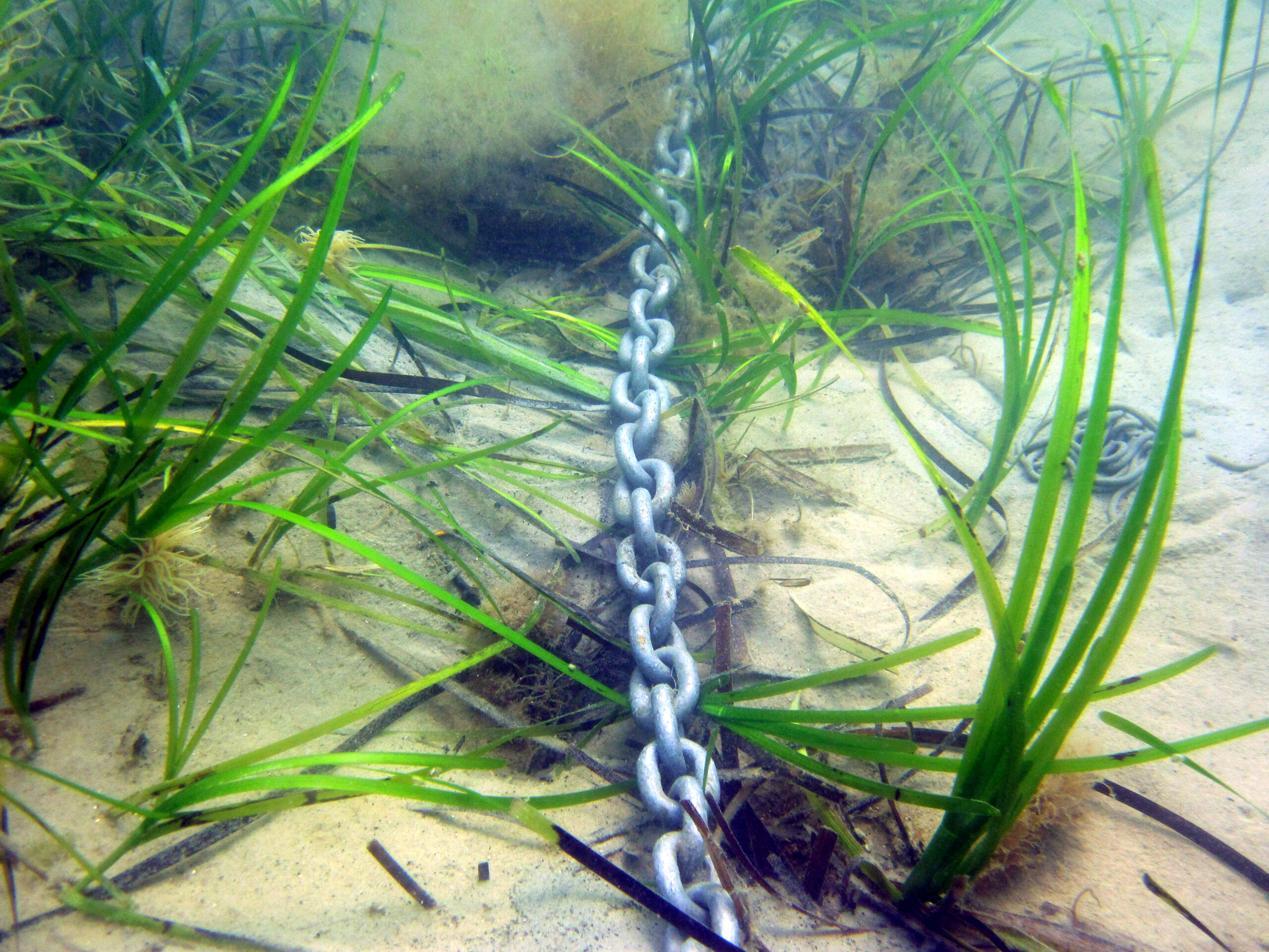 Anchor chain dragging along seabed and ripping up seagrass.