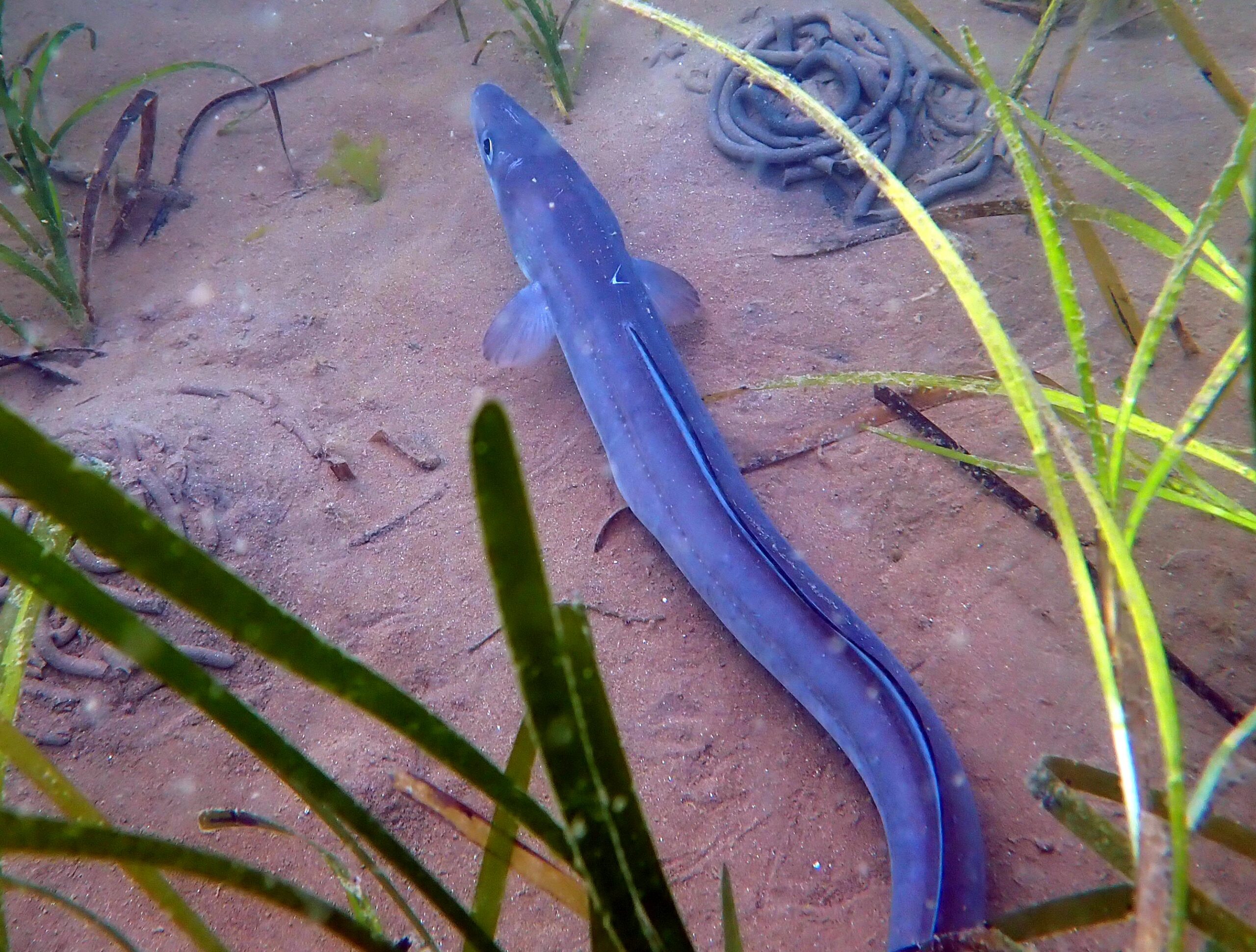Long thin conger eel on the seabed, bright blue colour.