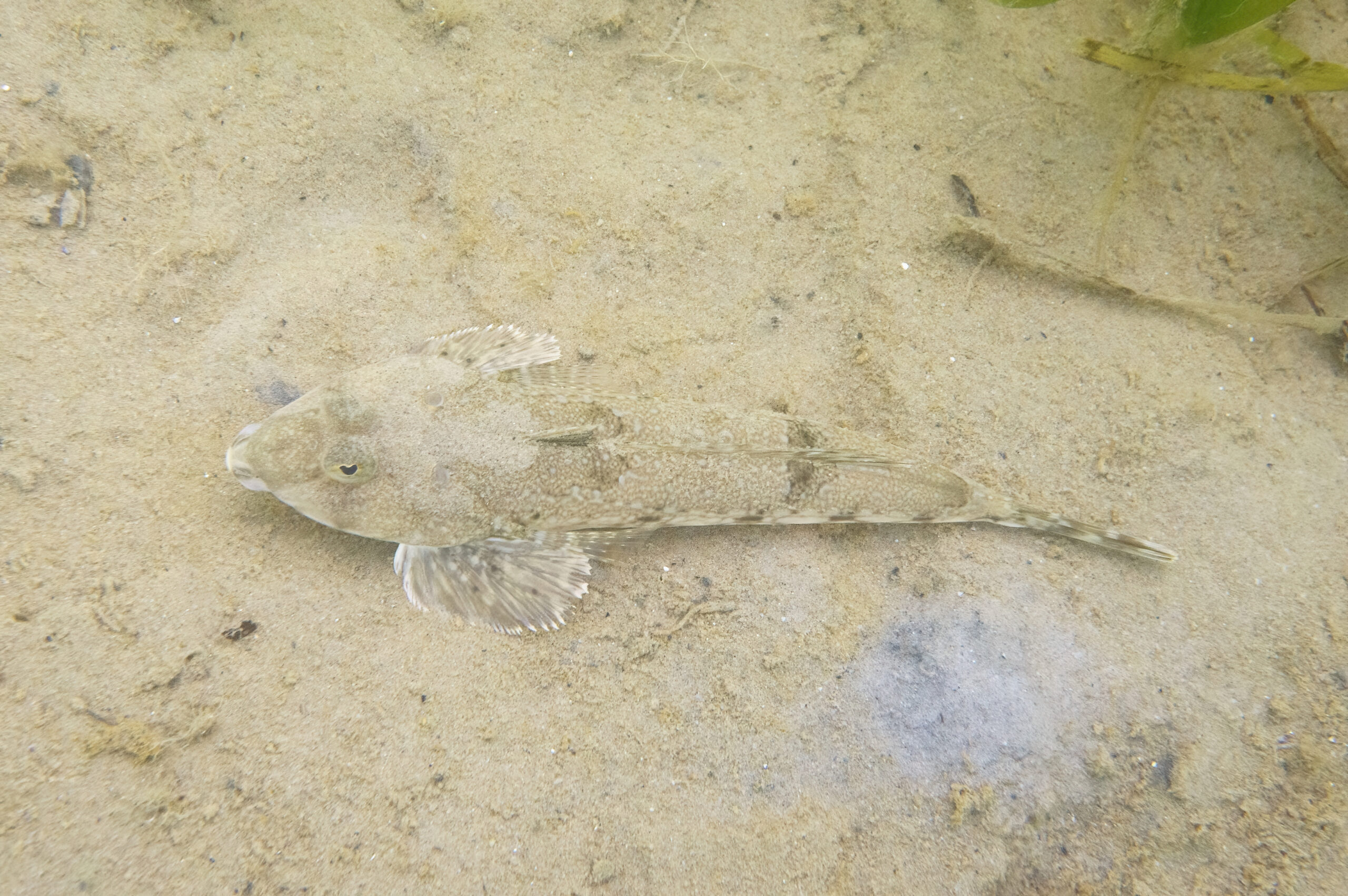 Fish lying on the seabed, perfectly blending in with the sand. Large mouth and eyes on top of its head.