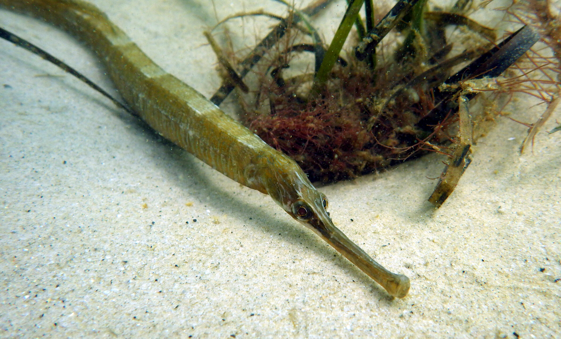 Long thin fish on the seabed, Green colour, long snout and large eyes. Beside it is a clump of seaweed with which it blends perfectly.