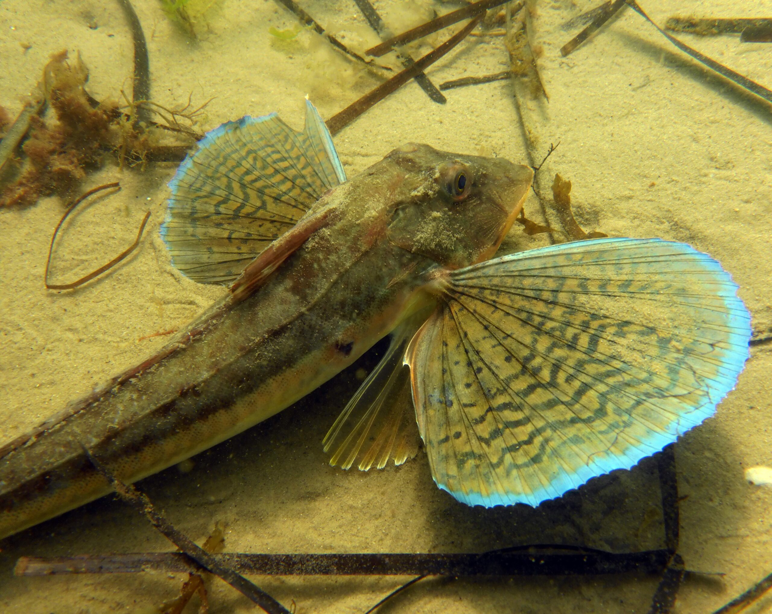 Brown fish on bottom of seabed with fins that look like wings, edged in vivid blue.