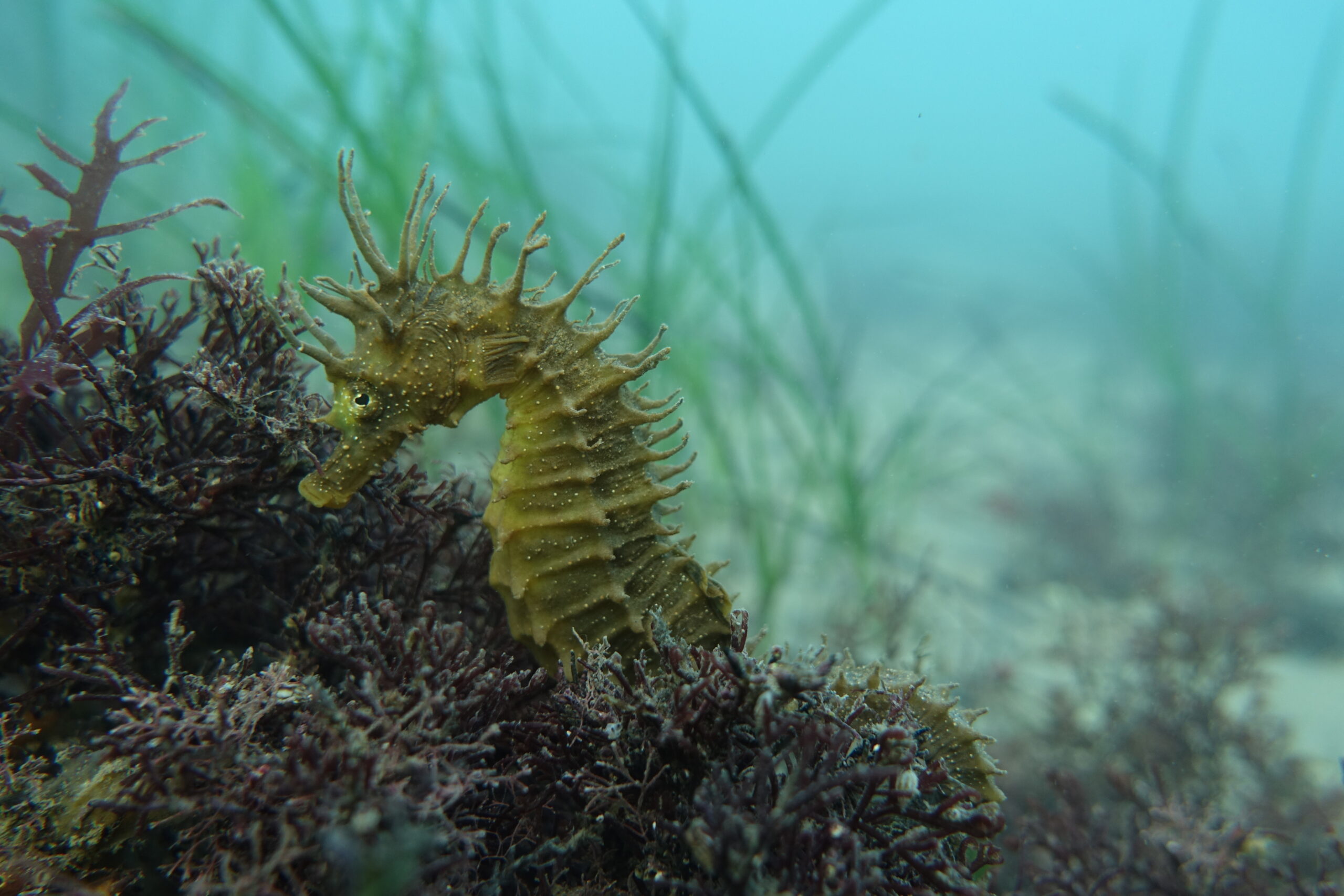 Seahorse half submerged in seaweed. Behind are stalks of seagrass.