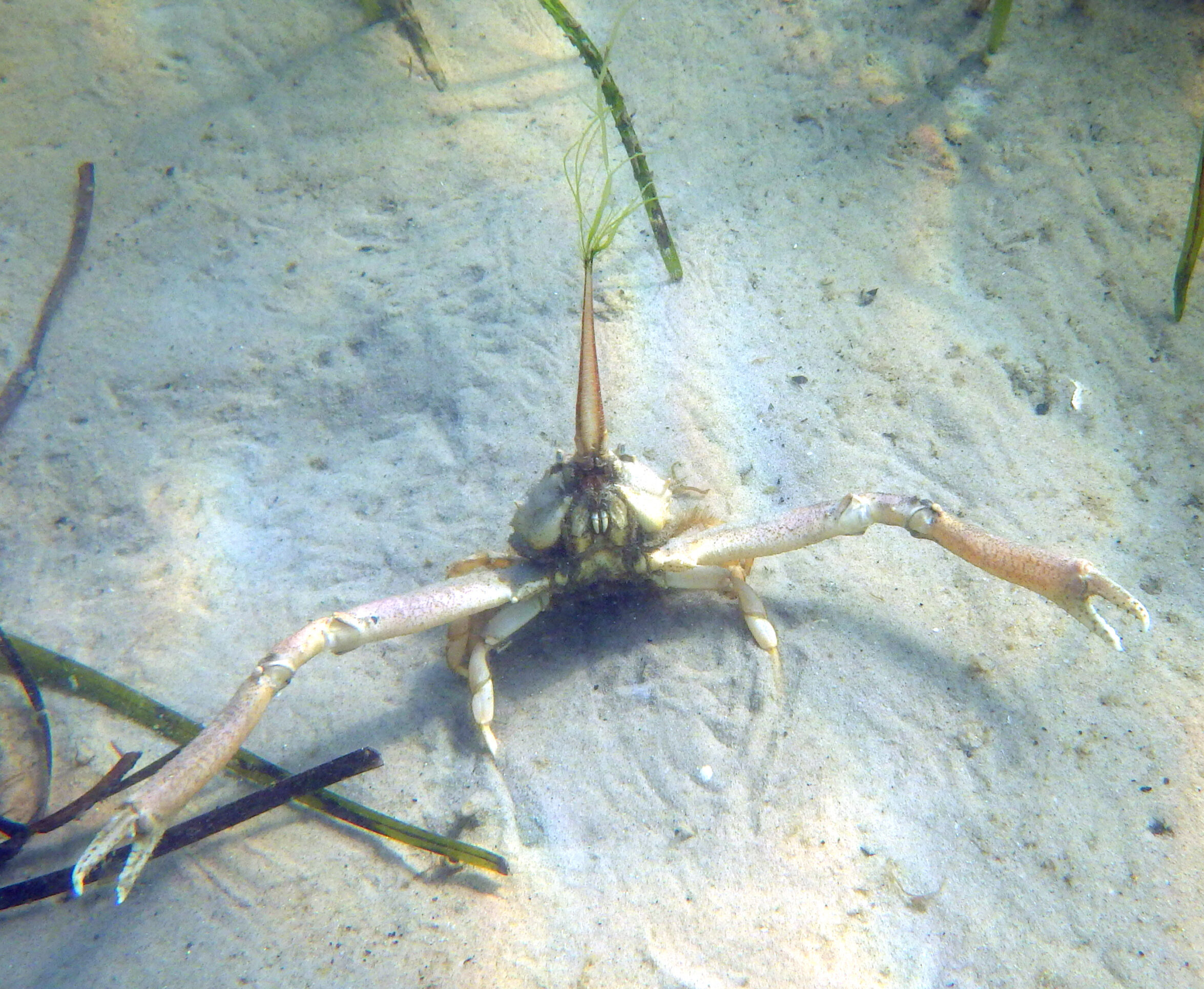 Masked crab with huge claws outstretched and antennae poking straight up above its head.