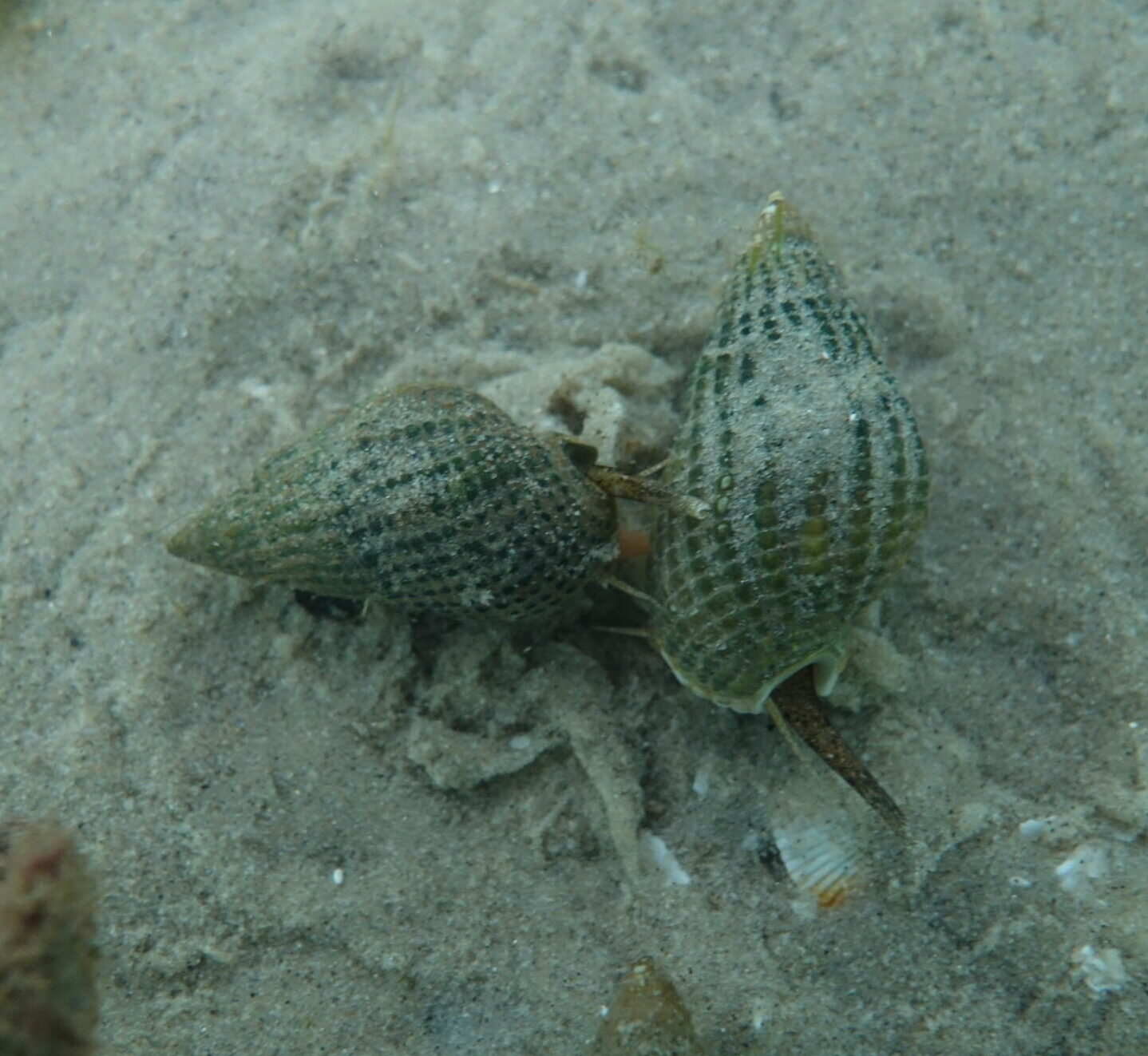 Two dogwhelks with conical shells, lying on the seabed together. The shells are marked with black dots in lines.
