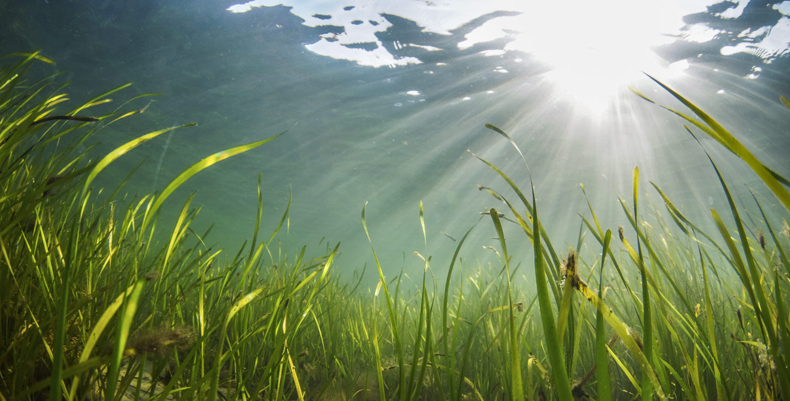 Seagrass meadows with green seagrass growing up from the sandy seabed and the sun radiating through the surface of the water.