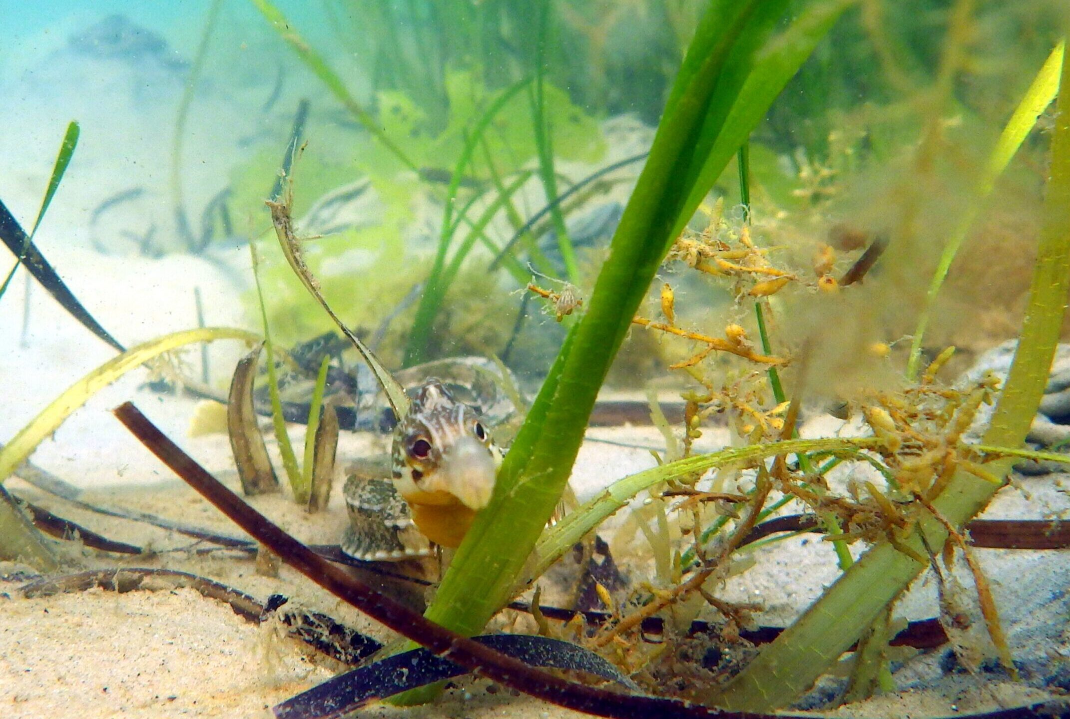 A pipefish hiding among shoots of seagrass. Well camouflaged against the sand and seaweed.