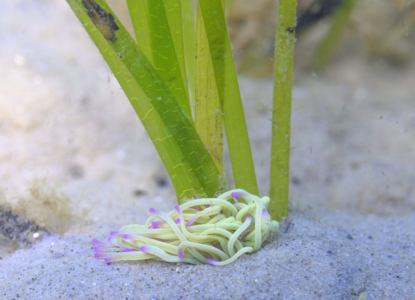 Anemone with yellow tentacles with purple tips clinging to some stalks of seagrass.