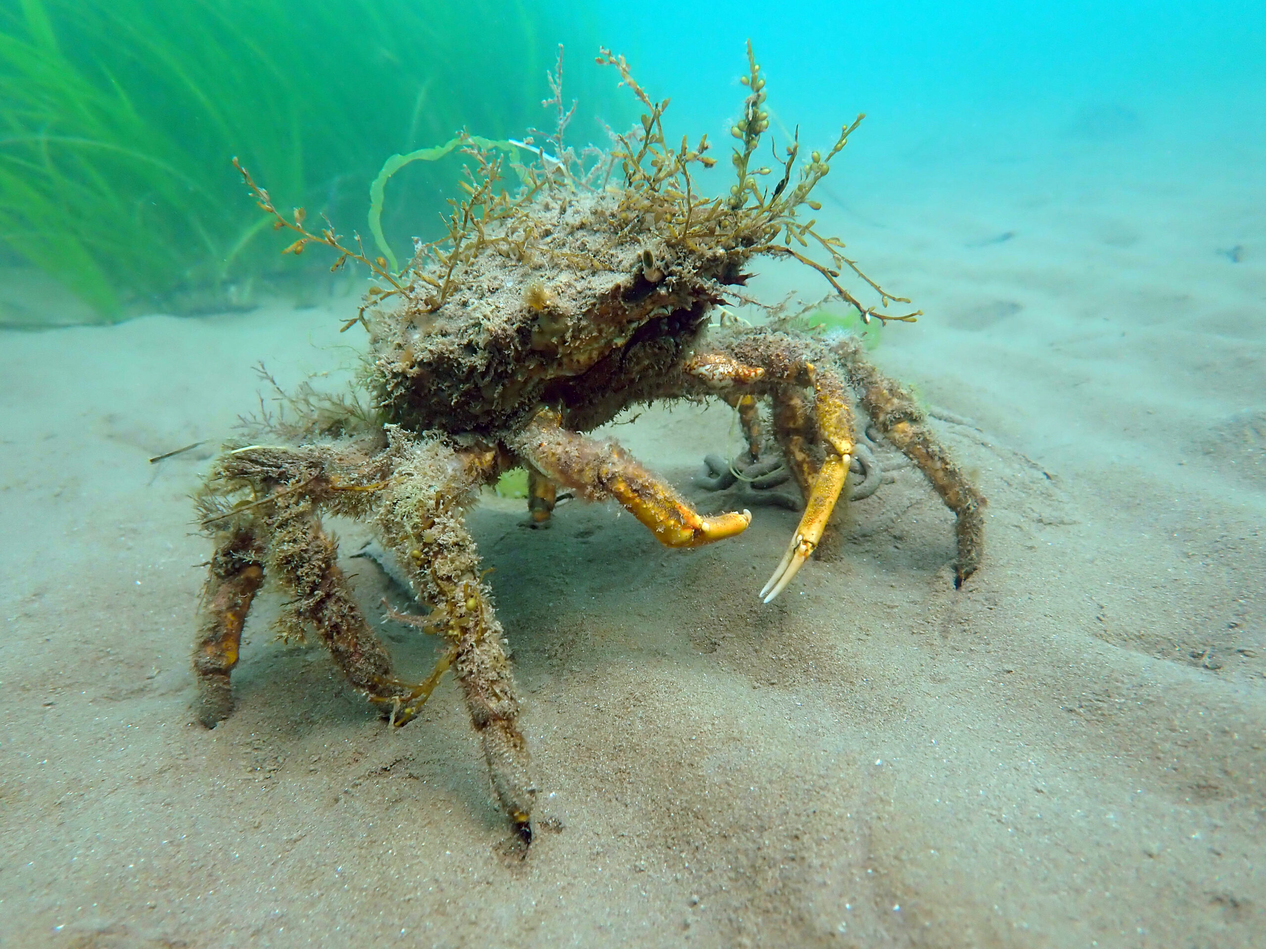Spider crab covered in seaweed, seagrass growing behind it.