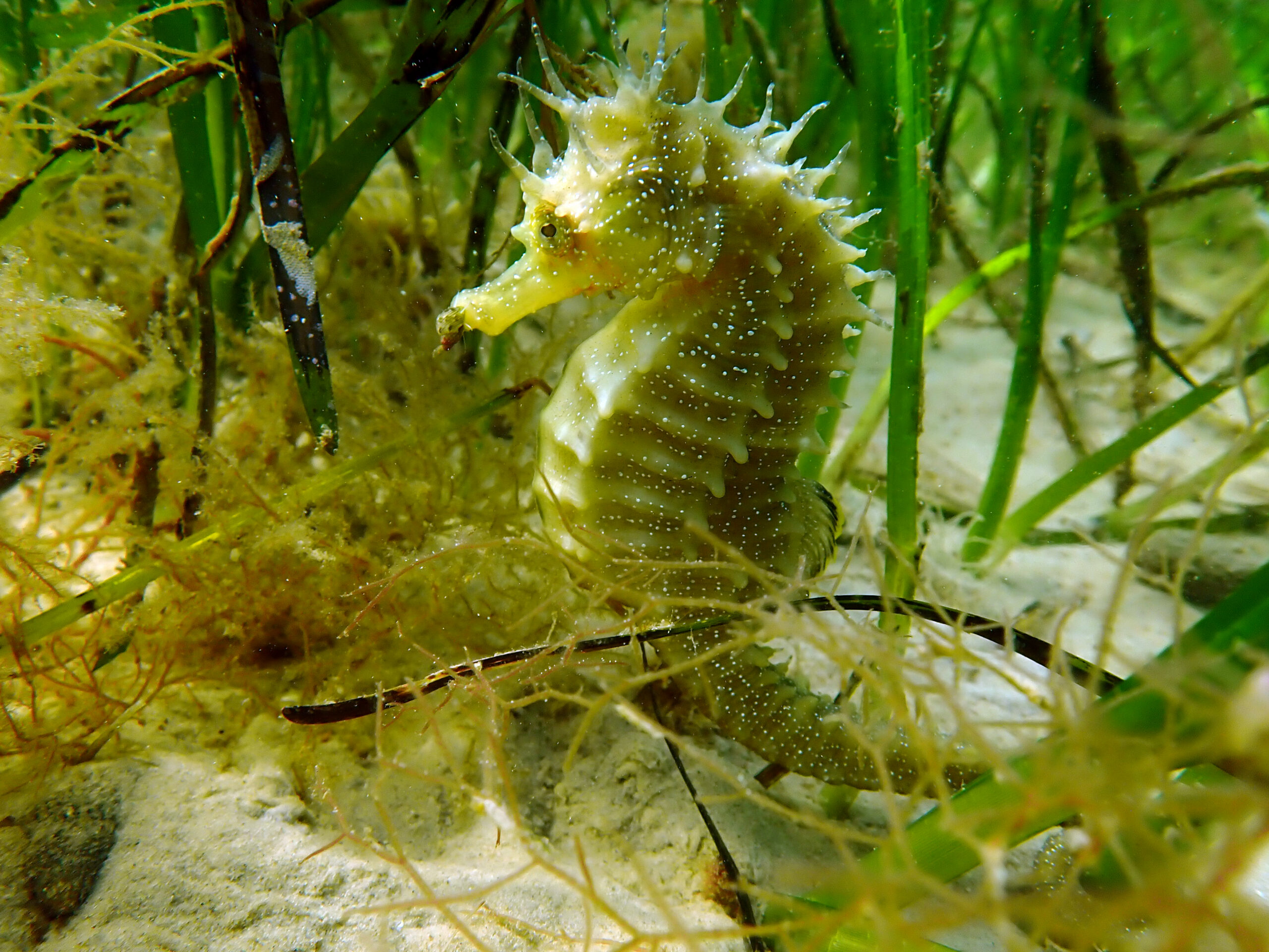 Seahorse amidst seagrass - it has changed colour to exactly match the green shade of the seagrass.