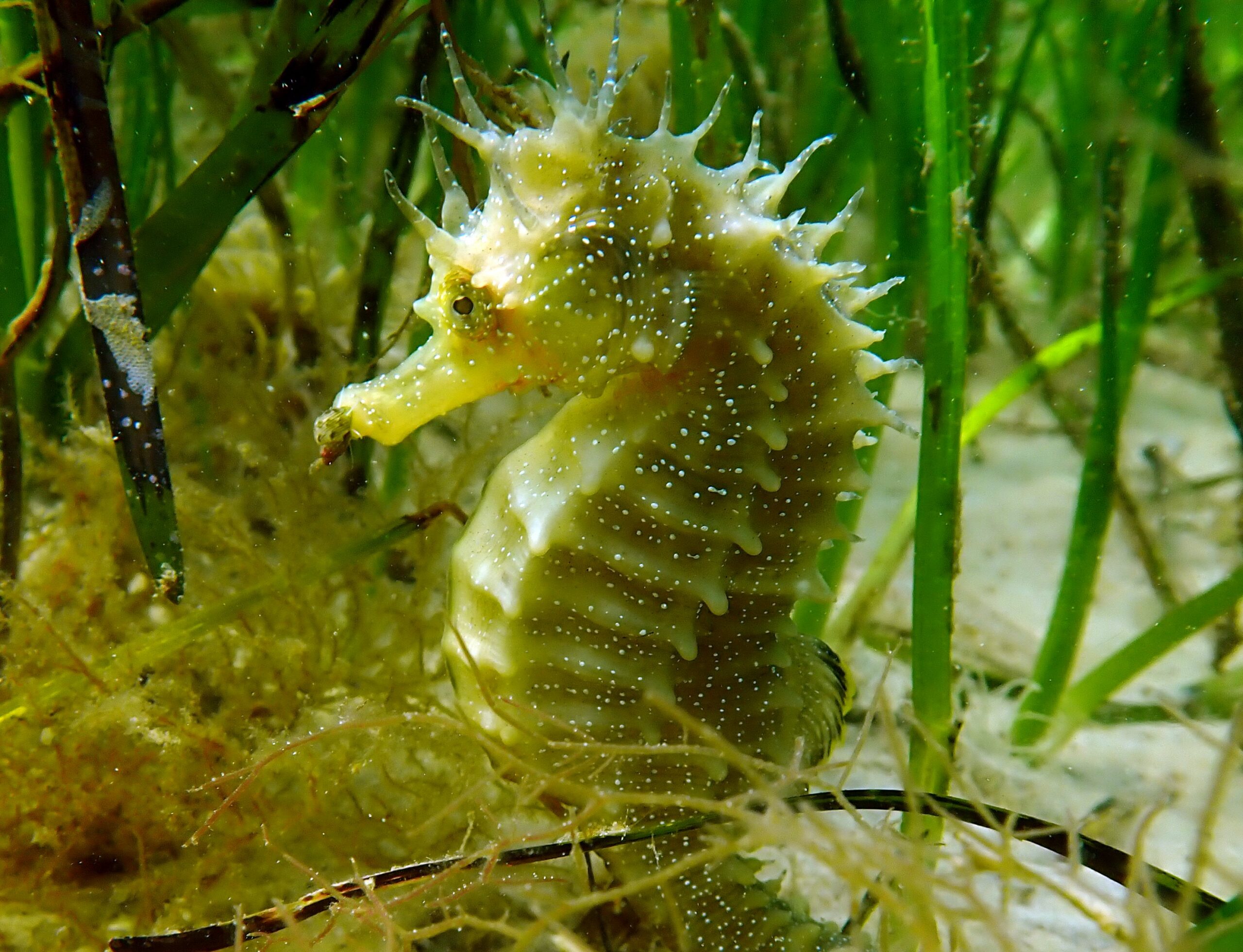 Sideways view of a spiny seahorse amidst stalks of green seagrass, its colour perfectly matching the vegetation.