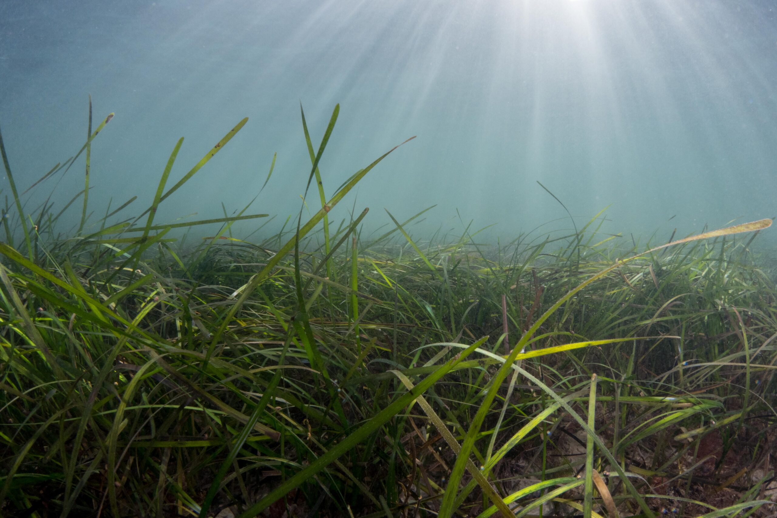 Seagrass forming a dense meadow, above it are shafts of light coming through the sea,