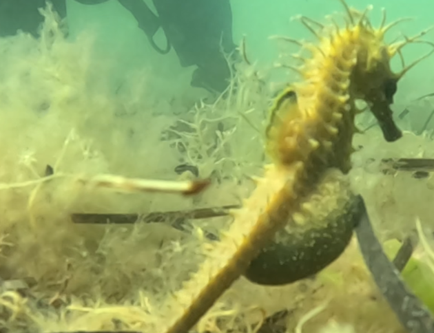 Male seahorse with large brood pouch (swollen belly)