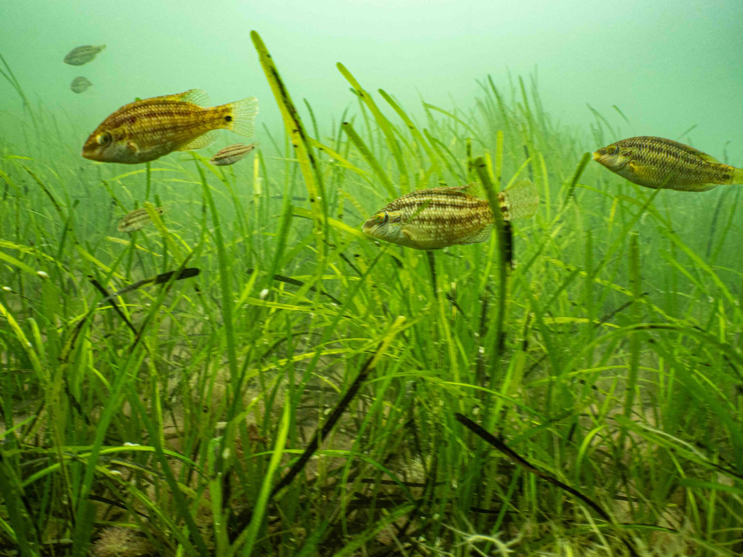 Shoal of brown fish in seagrass meadow